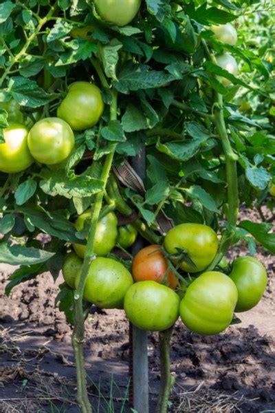 Pruning Tomato Plants How And Why To Prune And Pinch