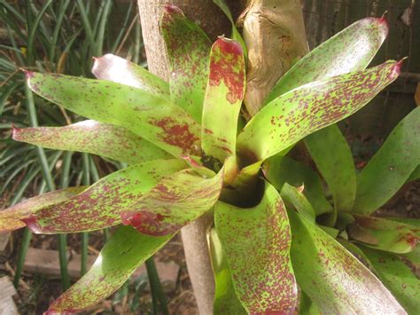 Tropical Texana Foliage Follow Up And Gbbd Bromeliads Stand In As