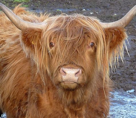 135 Best Images About Higland Cattle Hairy Coo On