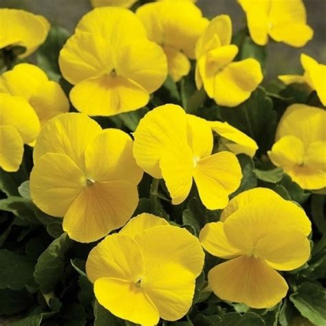 Pansy Seeds Yellow Pansy Flower Seed