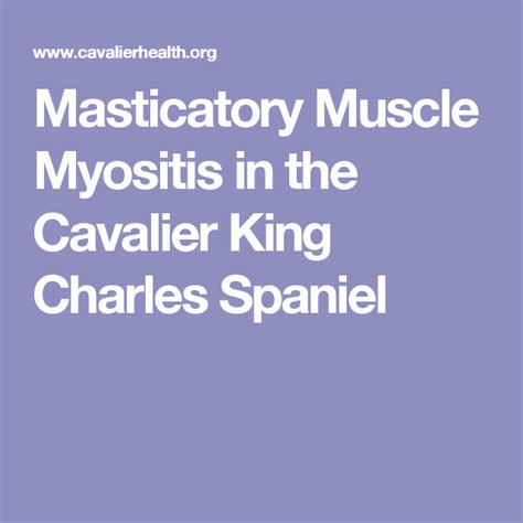 Masticatory Muscle Myositis In The Cavalier King Charles Spaniel