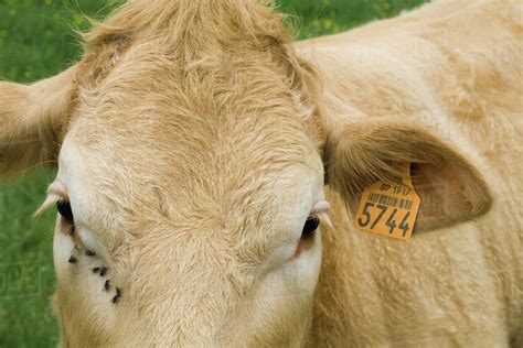 Brown Cow With Ear Tag Close Up Stock Photo Dissolve