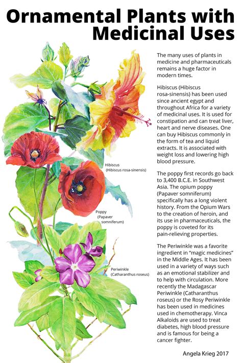 Ornamental Plants And Their Medicinal Uses On Behance