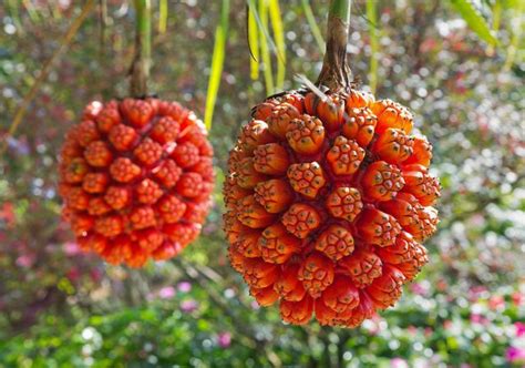 تفسير حلم البقر الذكور : The fruit from Hawaii's hala tree is very unusual looking ...