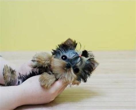 This dog has been popular as far back as the 16th century when it this smallest member of the poodle family has also been called a teacup, caniche, barbone, chien canne. micro teacup puppies for sale cheap | Zoe Fans Blog ...
