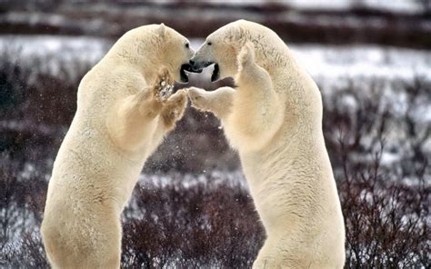 Two Polar Bears Fighting Hd Wallpaper Wallpaper Flare