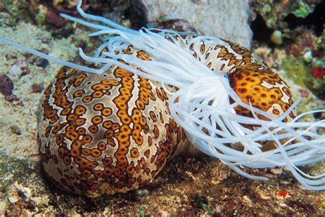 Sea Cucumbers Characteristics Reproduction Habitats And More
