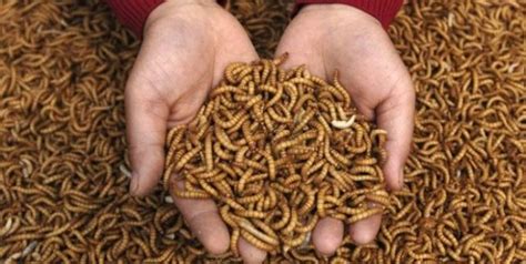 Research On Maggot Production As Protein Supliment In Livestock Feed