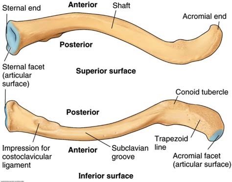 Diagram of a human female skeleton, back view. Error 404 | Anatomy bones, Anatomy, Medical anatomy