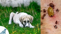 Symptoms of Lyme Disease in Dogs- And Why It's SO Dangerous ...