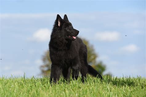 Shiloh Shepherd Dog Dog Breed Information And Pictures Livelife