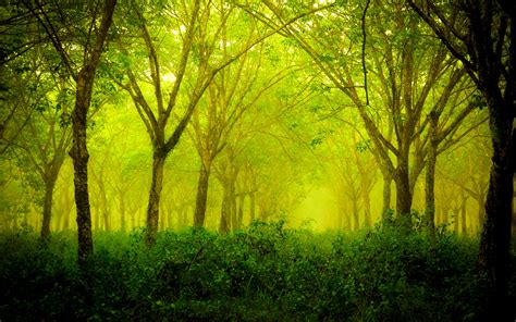 Free Download Nature Green Forests Green Nature Forests Green