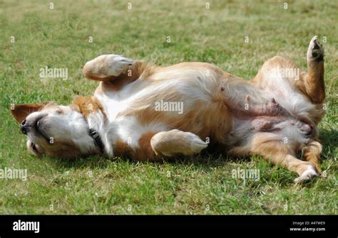Pet Domestic Dog Rolling Stock Photo Alamy