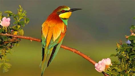 bird, Animal, Beautiful, Wild, Wings, Exotic, Birds Wallpapers HD ...