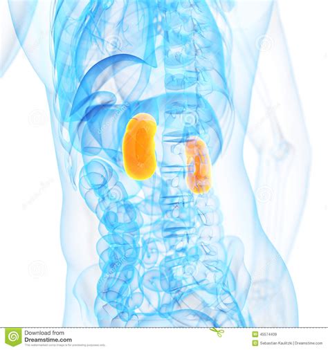 The kidneys stock illustration. Illustration of orange - 45574439