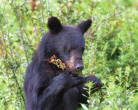 Hungry Black Bear Eating Berries Great Smoky Mountains Photograph By