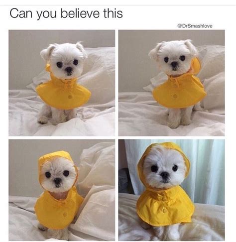 32 Animal Memes That Will Brighten Your Day Cute Baby Animals Funny