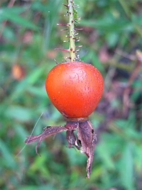 Dabbling Incorporated Around The Yard In Search Of Autumn