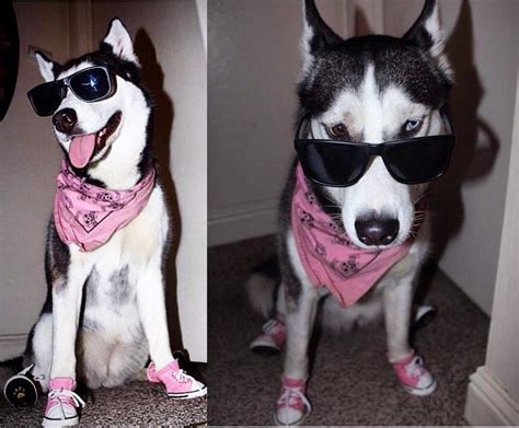 Dog Boots For Siberian Huskies