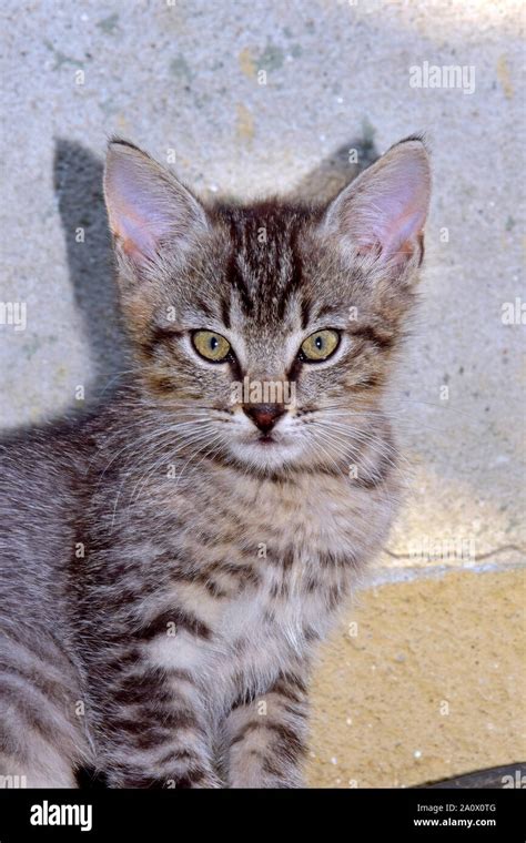 Grey Mackerel Tabby Cat Hi Res Stock Photography And Images Alamy