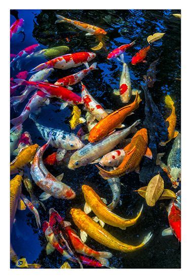 Colorful Japanese Koi Fish Poster By Jennie Marie Schell Artofit