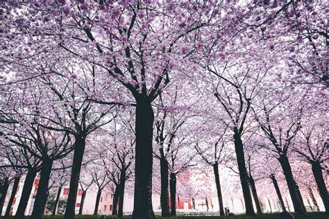 Spring Trees · Free Stock Photo