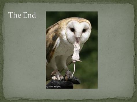 Ppt Barn Owls Powerpoint Presentation Free Download Id2073226