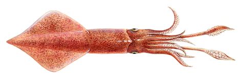 Common squid | Asociación Conxemar