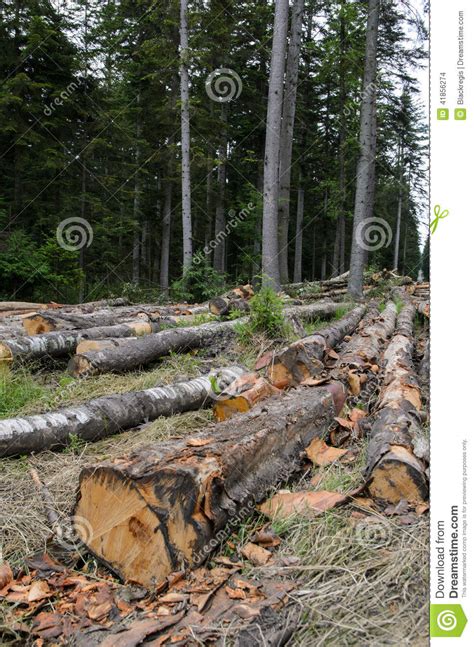 Piles Of Timber Along Road In Forest Stock Photo Image Of Danger