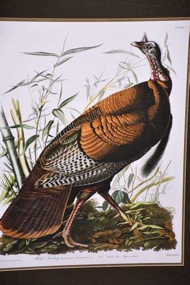 large framed print wild turkey by john j audubon 975 695 r h lee and co auctioneers