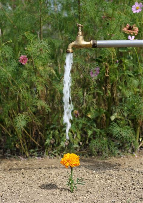 Watering Flower Stock Photo Image Of Outdoors Faucet 18506008