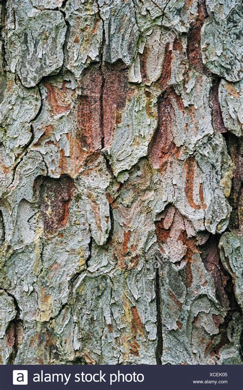 Spruce Bark High Resolution Stock Photography And Images Alamy
