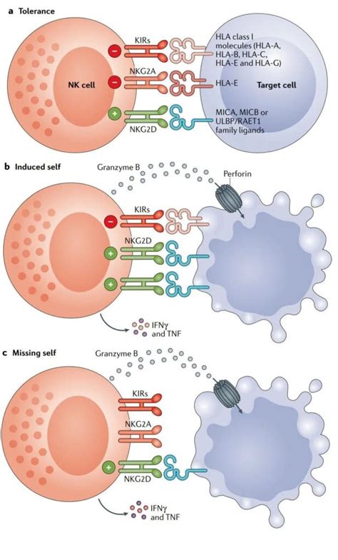 Nk Cells Nk Cells In Tumor Immunity Medical News