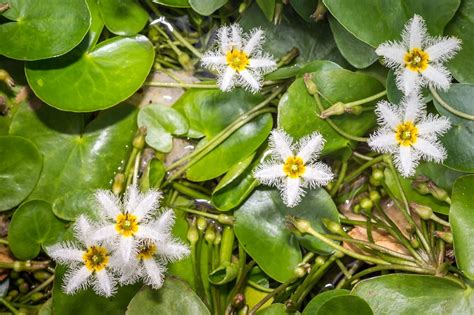 Water Snowflake Information How To Grow Snowflake Water Lily Plants