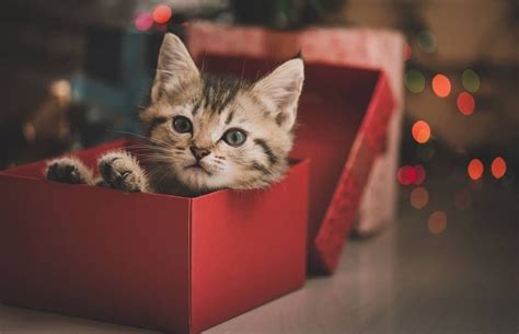 Regalos Originales Para Tu Gato