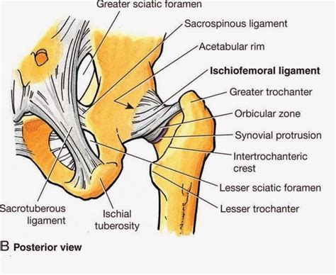 Muscle and tendon anatomy of the hip (adductors, gluteal muscles (or buttocks), hamstring muscles, femoral muscle quadrices). Posterior aspect of the hip including ligaments and ...