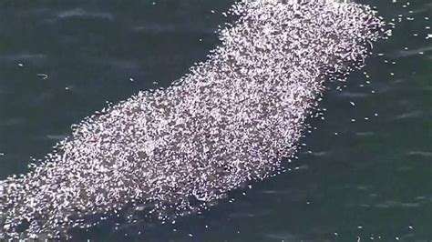 Red Tide Blamed As 600 Tons Of Dead Fish Float In Tampa Bay