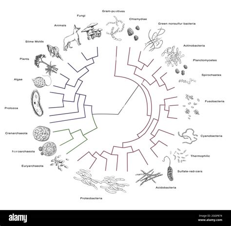 Filogenético O Evolutivo árbol Que Muestra Las Relaciones Evolutivas