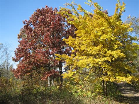 Practical Biology Science For Everyone Fall In The Eastern Deciduous