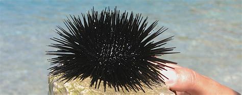 Yesterday I Stepped On A Sea Urchin Twice Marcus Blog