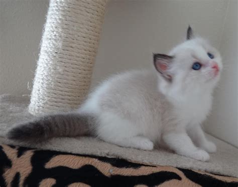 Ragdoll Kittens For Adoption Pets Rehoming Sharjah City