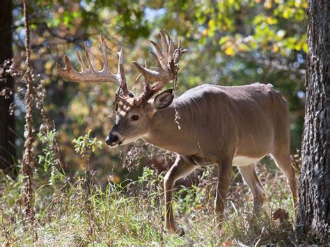 West Virginia Whitetail Deer Hunt