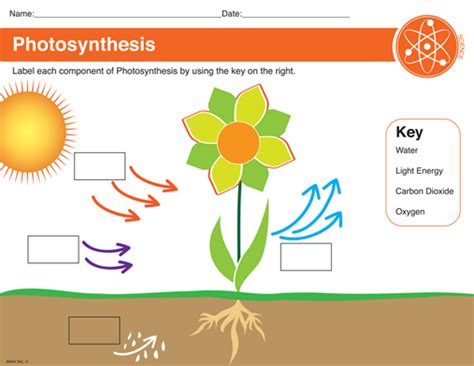 Photosynthesis Worksheet Kindergarten Math Worksheets For Kids
