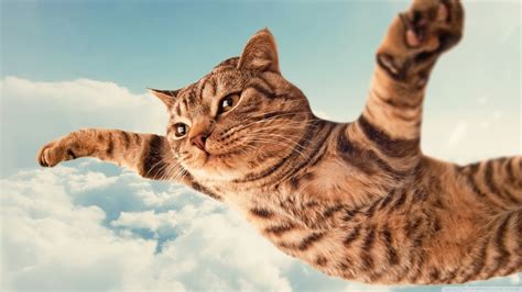 10 Top Funny Cat Desktop Wallpaper Full Hd 1080p For Pc Desktop 2023