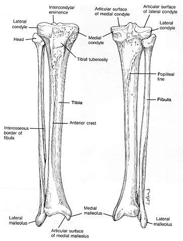 Also called the shin bone, the tibia is the longer of the two bones in the. 16 best images about Bones in the Leg on Pinterest ...