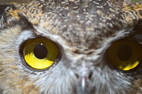 Wallpaper Bird Eye Birds Yellow Eyes Occhi Giallo Owl Owls
