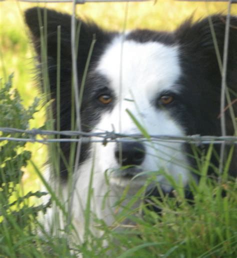National Sheep Dog Trials Kick Off Today In Donegal