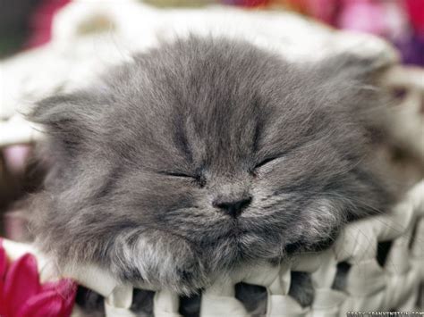 If you want a persian cat, but not the health problems often associated with it, you should purchase a doll face persian cat. persian - Persian Cats Photo (34588924) - Fanpop