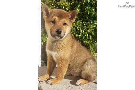 Come find out for yourself why! Shiba Inu puppy for sale near San Diego, California. | dcc05dc9-5c91