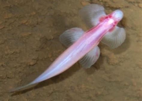 Cavefish Walks Up Waterfalls In Thailand An Evolutionary Milestone